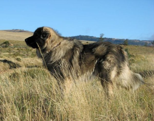 Sharplaninskaya shepherd for a walk