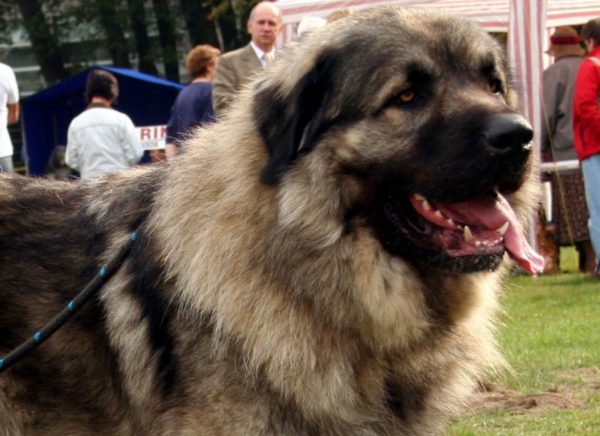 Sharplaninsky shepherd dog is watching