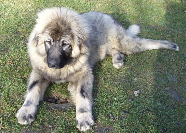 Sharplaninskaya shepherd is resting
