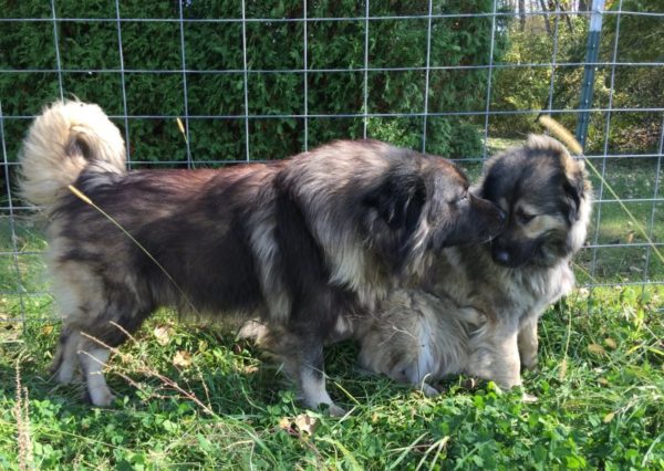 Charplanin Shepherd Dogs in Nature