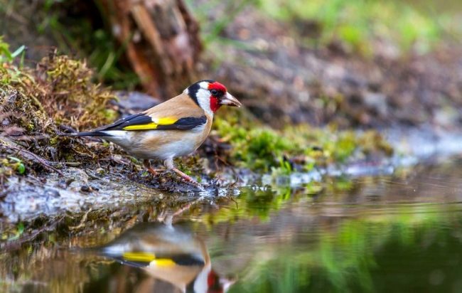 Goldfinch is one of the few wild birds who easily get used to living at home. Moreover, with proper care, in captivity the bird lives much longer than in the wild.