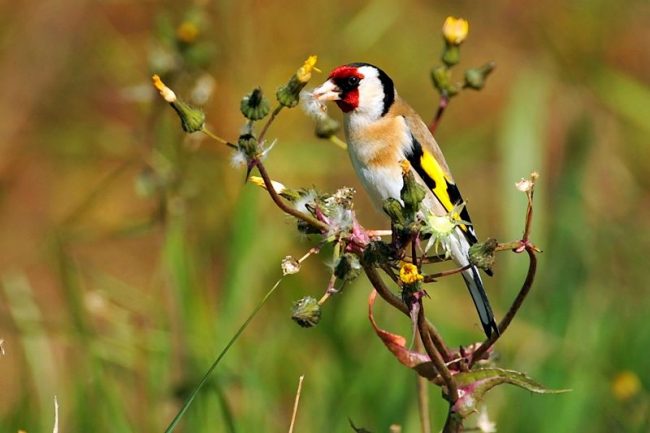 The caught goldfinch begins to sing after a couple of months. If the bird beats on the cage, first hang it on three sides with white cloth to make the goldfinch feel more comfortable