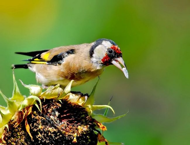 A goldfinch can deftly grab onto a thin twig and, hanging on it, calmly peck the seeds from the opened alder cone or remove any larva or caterpillar from the leaf or kidney
