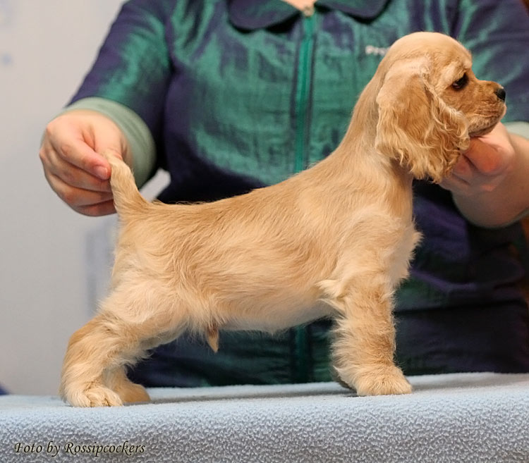 English cocker spaniel puppies - photo and development from one to 12 month