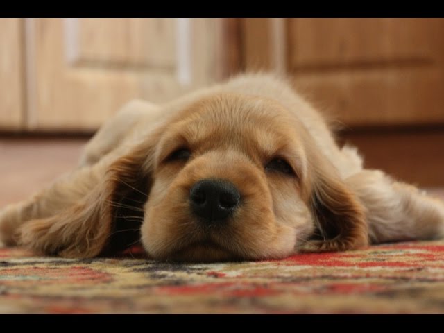 English cocker spaniel puppies - photo and development from one to 12 month