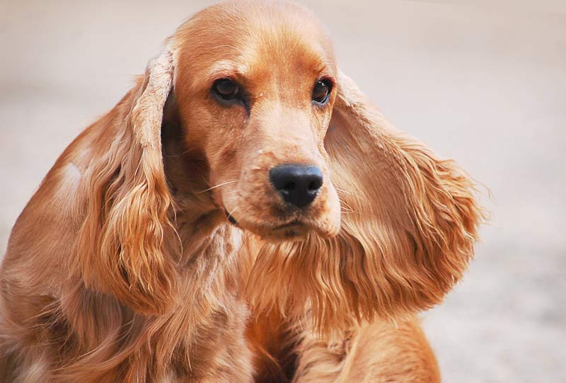 English cocker spaniel puppies - photo and development from one to 12 month