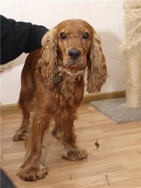 English cocker spaniel puppies - photo and development from one to 12 month