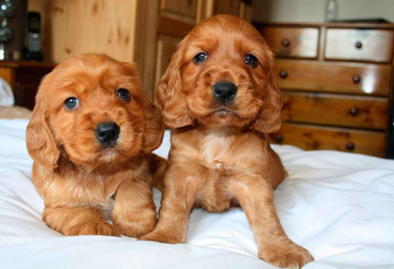English cocker spaniel puppies - photo and development from one to 12 month