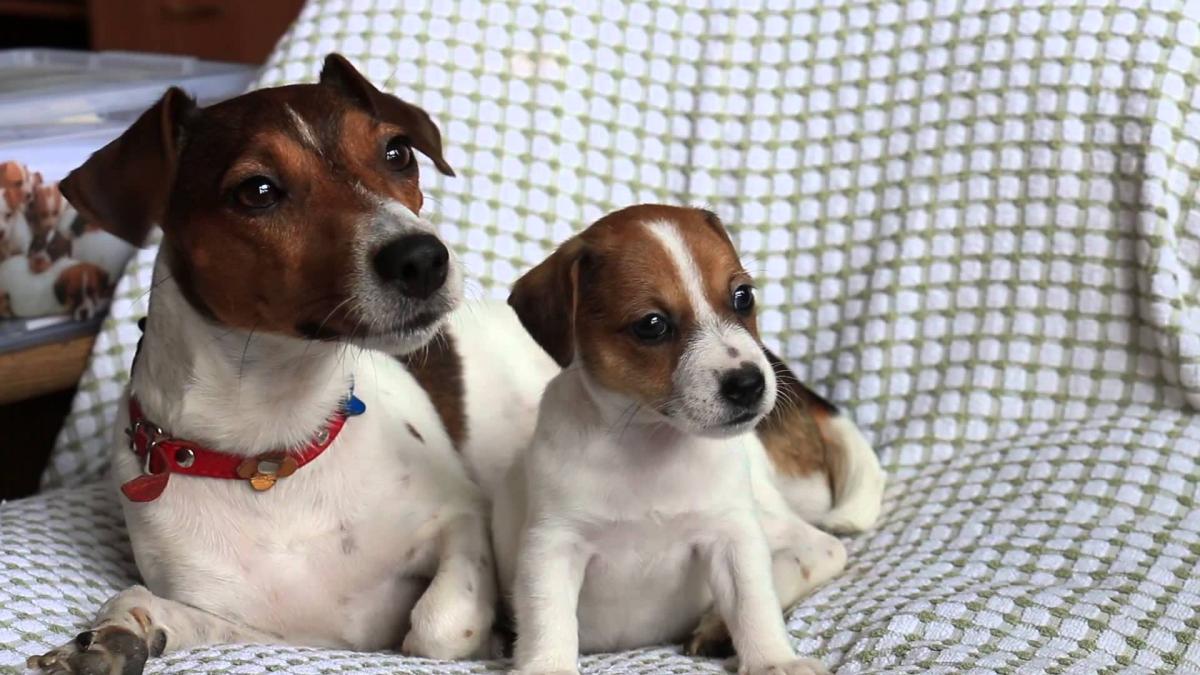Photo of Jack Russell Terrier puppy and adult
