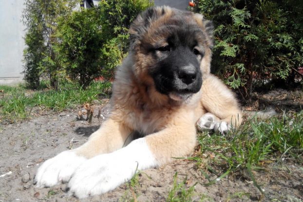 Caucasian shepherd puppies - photo and weight from one to 12 month