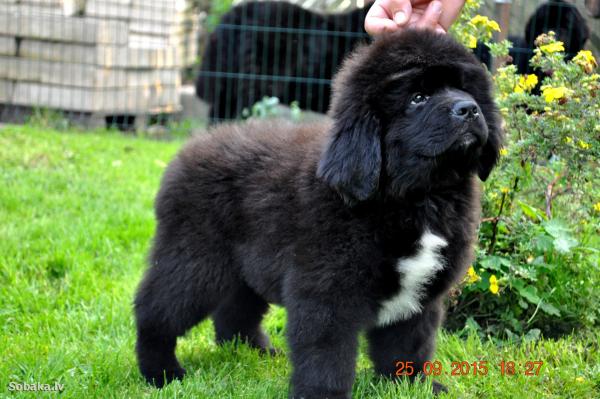 Newfoundland puppies - photo and growth from one  to 6  month