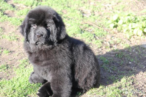 Newfoundland puppies - photo and growth from one  to 6  month