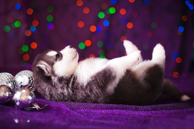 Husky puppy performs a disco dance on his back