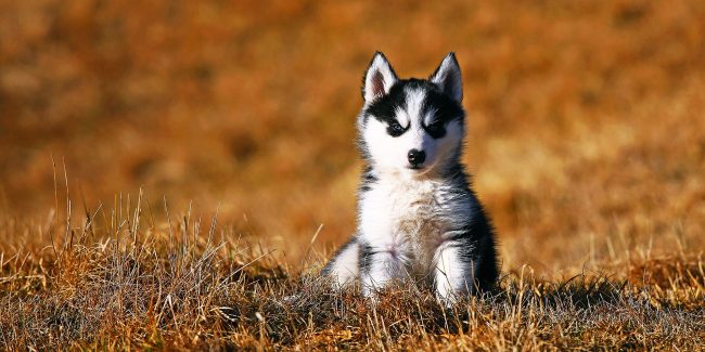 One of the features of husky puppies is a piercing look.