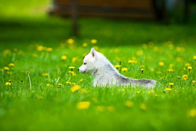 Little Husky is enjoying a walk on the green grass.