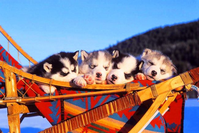 Husky puppies together fell asleep on a colorful northern sleigh