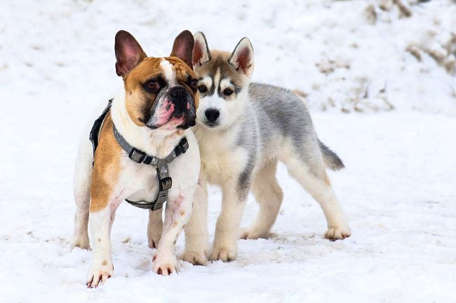 Husky puppy under the reliable protection of the French Bulldog