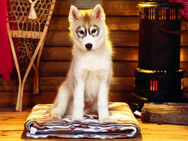 Husky puppies easily settle in a new place and are well suited for apartment maintenance