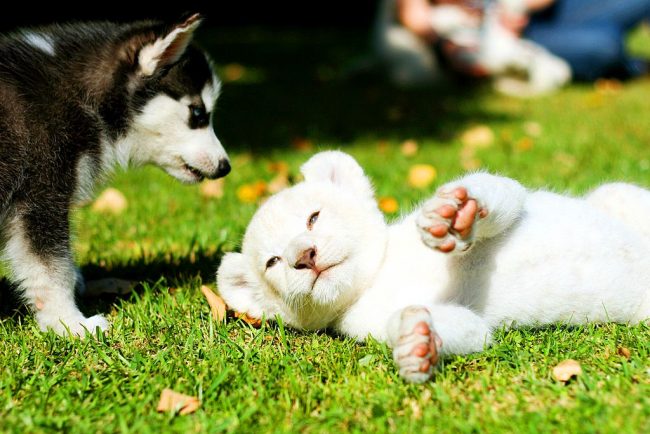 An unexpected meeting of a husky puppy with a white lion cub in central park in New York