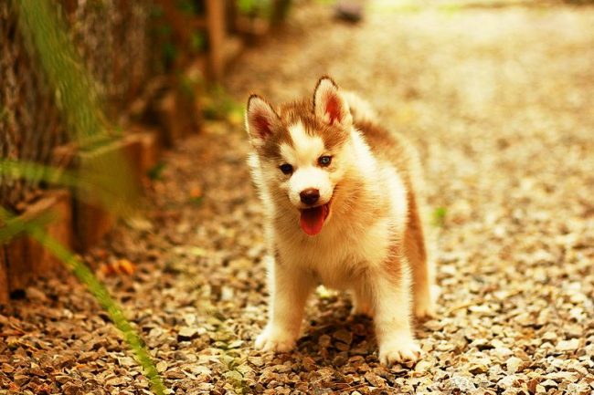Husky puppies have a tendency to run away from childhood