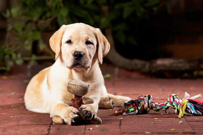 Every puppy has a favorite toy that they can chew on forever.