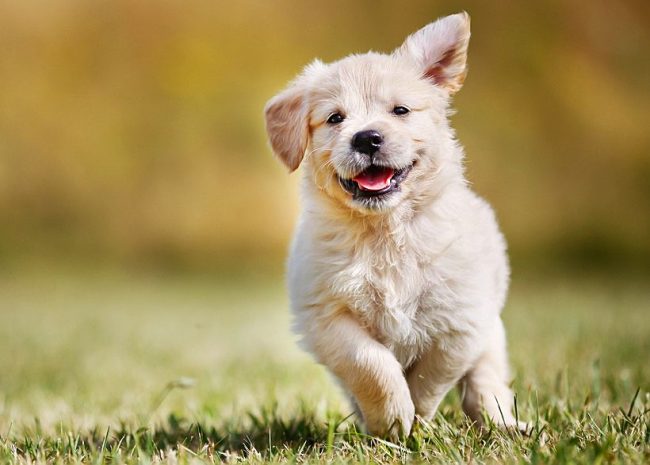 Willingly smiling, looking at the running happy Labrador puppy