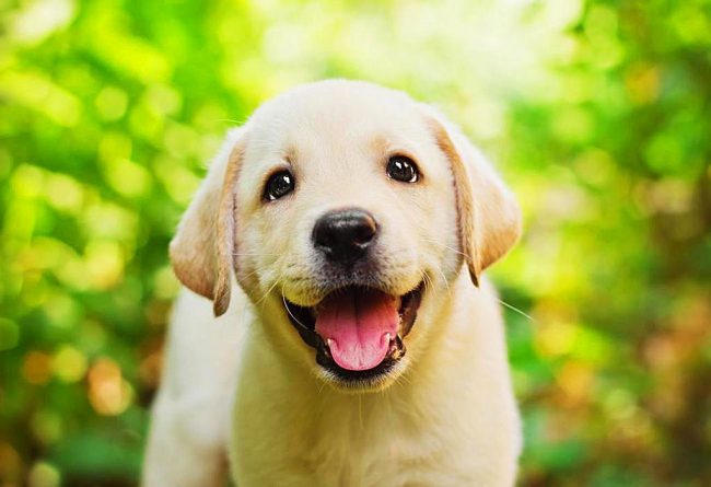 This Labrador puppy is a big fan of taking pictures.