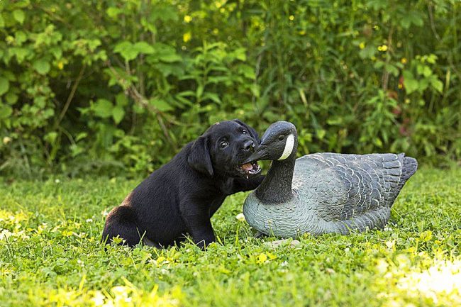 Labrador puppy is training hunts for game