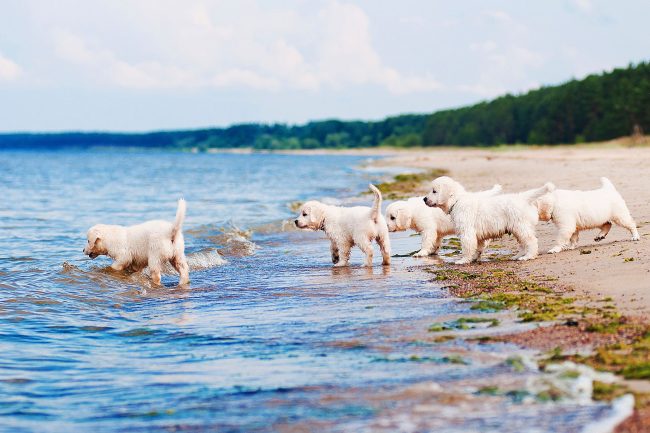 A flock of small and courageous Labradors are ready to conquer the open sea