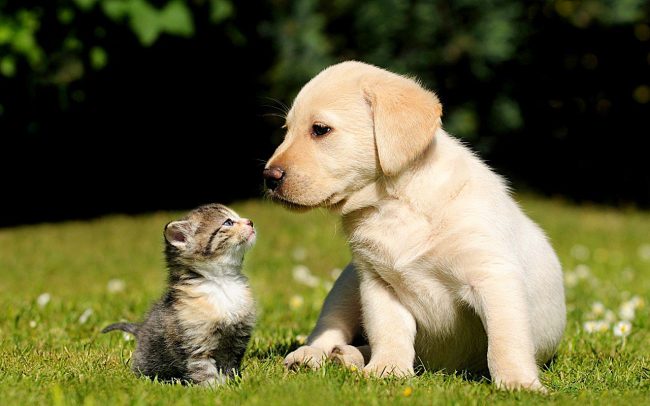 Labrador puppy and kitten - a sweet couple