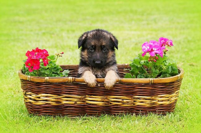 German shepherd puppies are very playful and interesting!