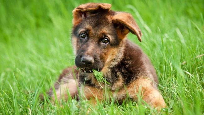 Shepherd puppies are very cute, funny, lively and affectionate.