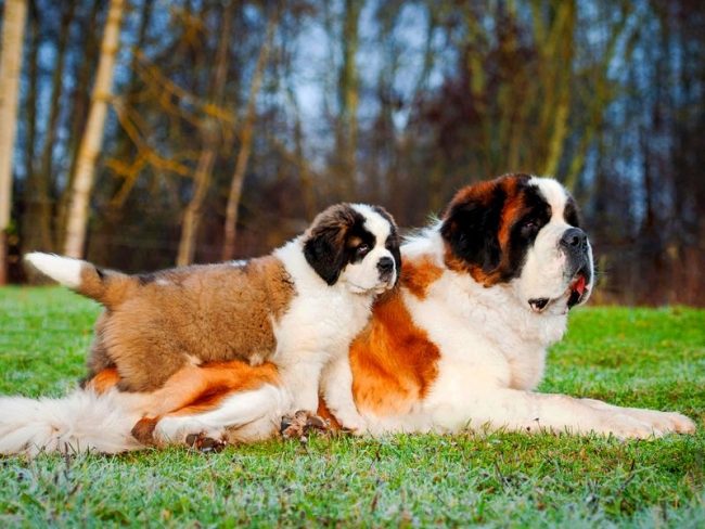 St. Bernard puppies are small clumsy lumps that require love and a reverent attitude