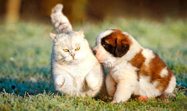 St. Bernard puppies are very sociable and are looking for an interesting interlocutor in each