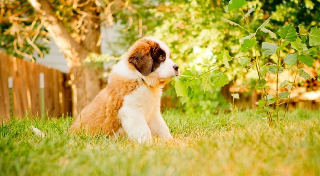 St. Bernard puppies require constant supervision. Since the kids are still clumsy, they may need the help of the owner