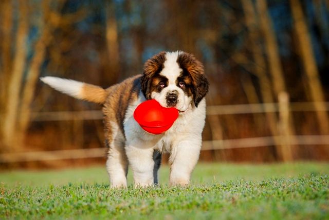 St. Bernard puppies are still swallows. It is important to ensure that the food the puppy receives has mineral supplements and calcium-containing preparations.