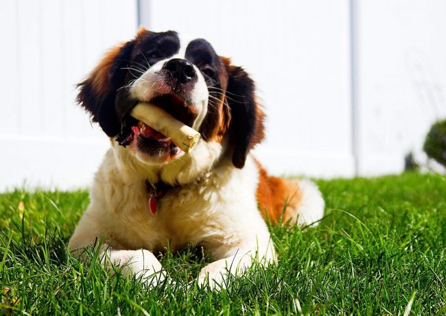 St. Bernard puppies like to gnaw a bone, and this is very useful, because the tendons will help the dog’s teeth develop properly. However, the bone should be large and raw.