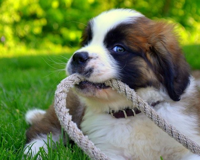 The mischievous eyes of a St. Bernard puppy. This dog is clearly up to something.