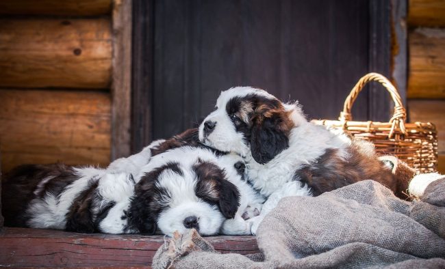 St. Bernard puppies do not tolerate soft bedding, preferring to sleep just on the floor