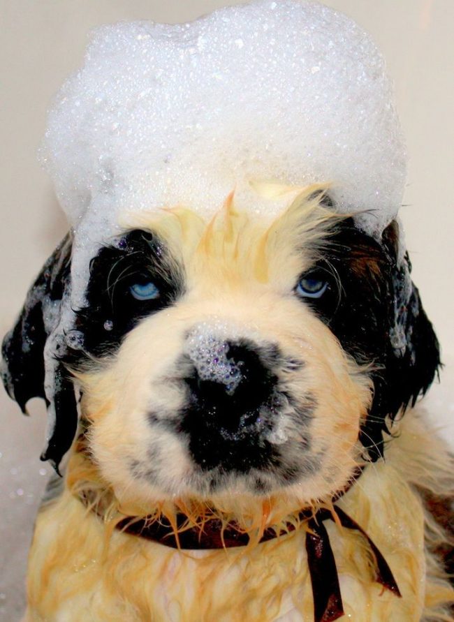 Little St. Bernard takes a bubble bath