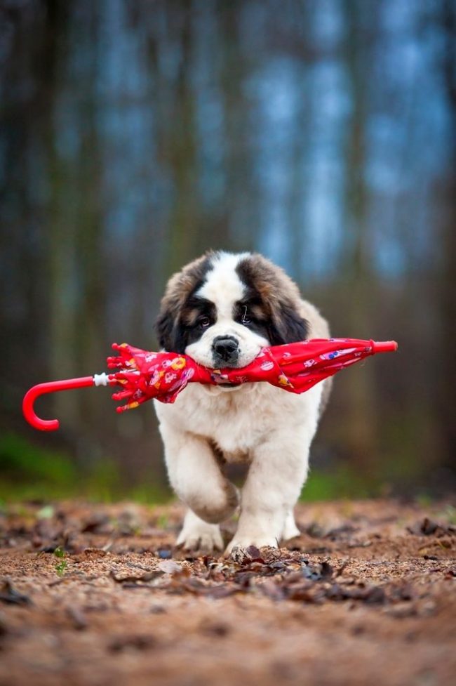 St. Bernard puppies are prone to training and grab new knowledge on the fly. So it’s not difficult to teach his teams