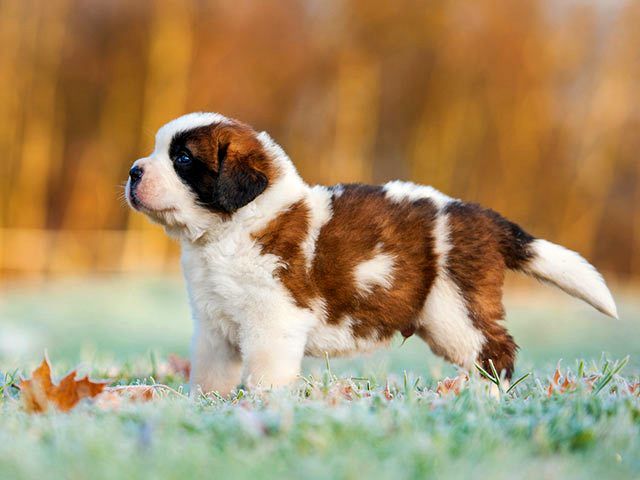 St. Bernard puppies do not tolerate loneliness. Try not to leave them for a long time.