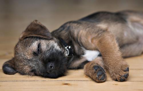 The puppy does not sleep and whines at night: tips and recommendations