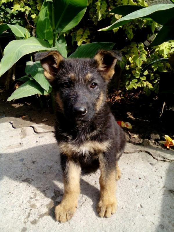 German Shepherd puppy at 2 months