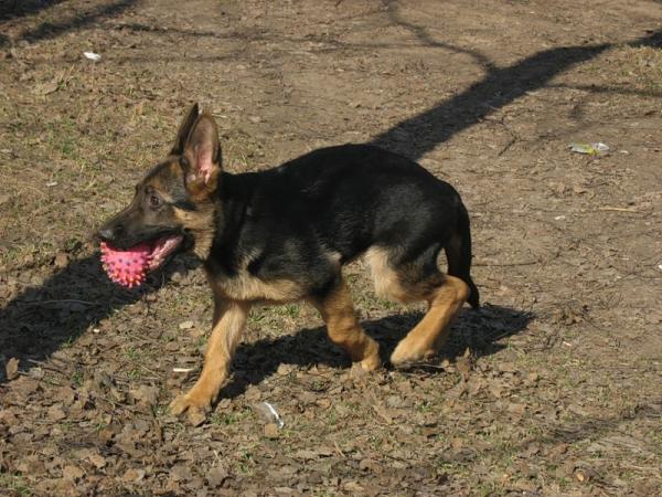 German Shepherd puppy at 2 months