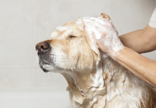 The coat and skin of a healthy dog