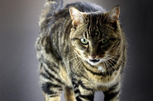 Hissing and aggression in cats - why a cat growls and hisses?