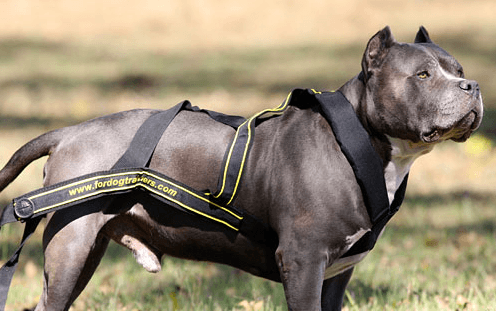 Sports harness for dogs