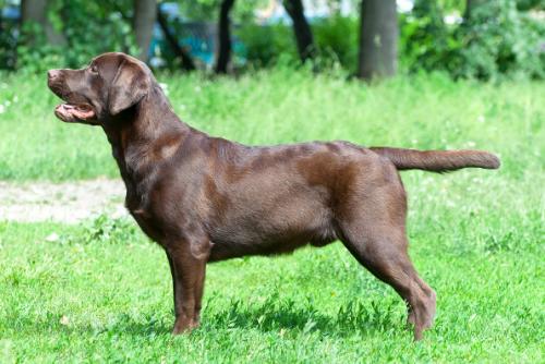 Chocolate Labrador - photo and description breeds