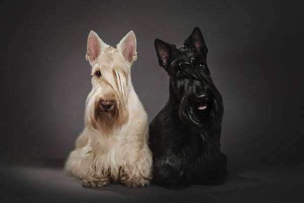 two scotch terriers